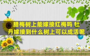 腊梅树上能嫁接红梅吗 牡丹嫁接到什么树上可以成活呢